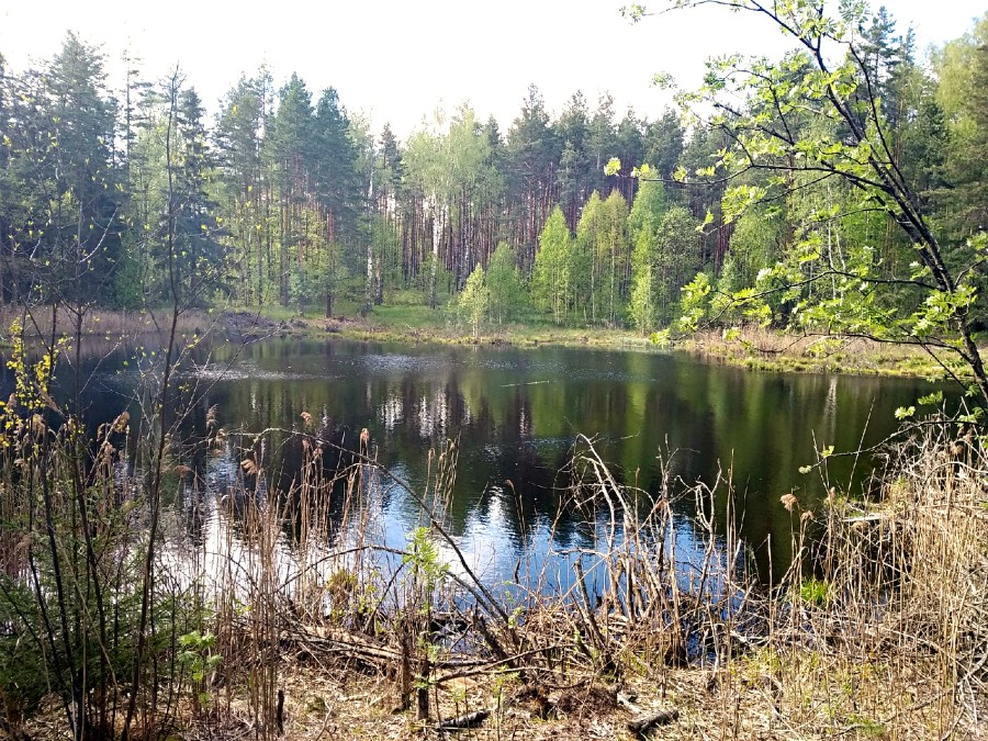 На озере Карасное (Мухтоловское). Вид с восточного берега