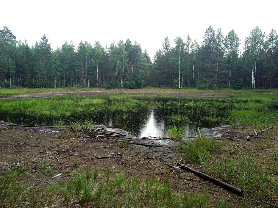 Безымянное озерцо в 1.2 км. к юго-западу от озера Камышиное (Навашинский район)