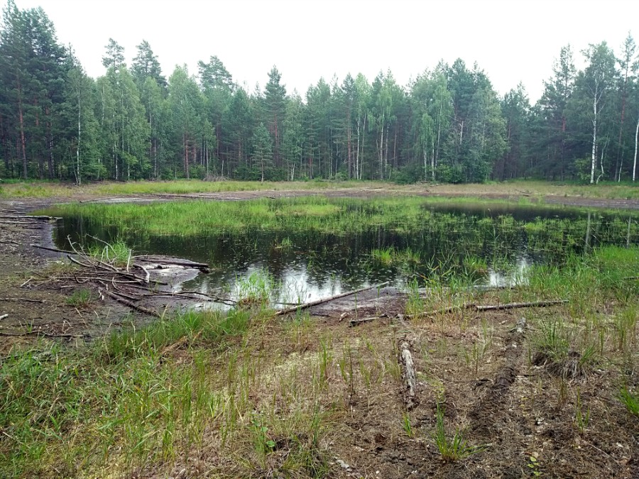 Безымянное озерцо в 1.2 км. к юго-западу от озера Камышиное