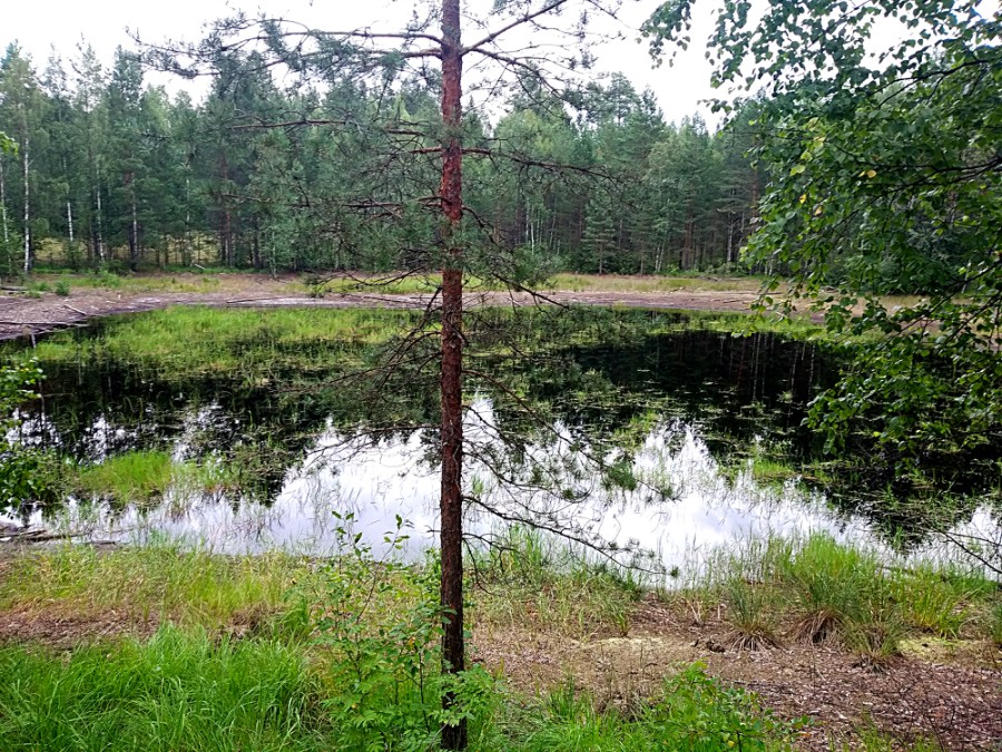 Вид на Безымянное озерцо в 1.2 км. к юго-западу от озера Камышиное с места бывшей охотничьей заимки