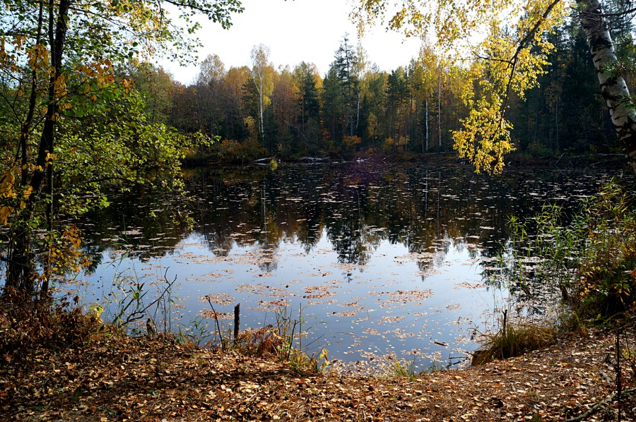 Безымянное озеро в 1 км. от Петрова моста. Вид с севера