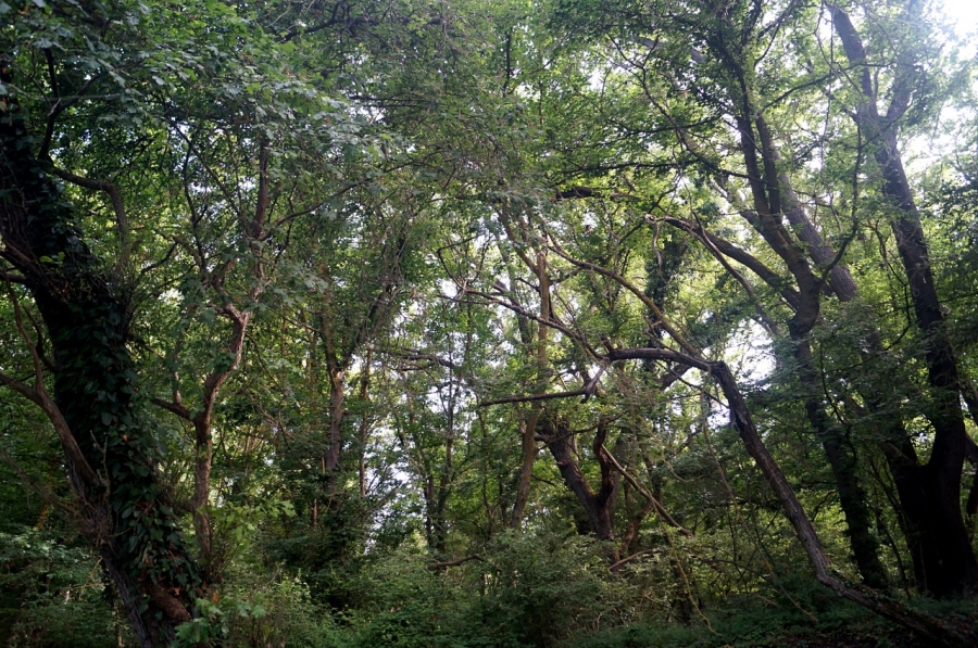Самурский, лиановый лес