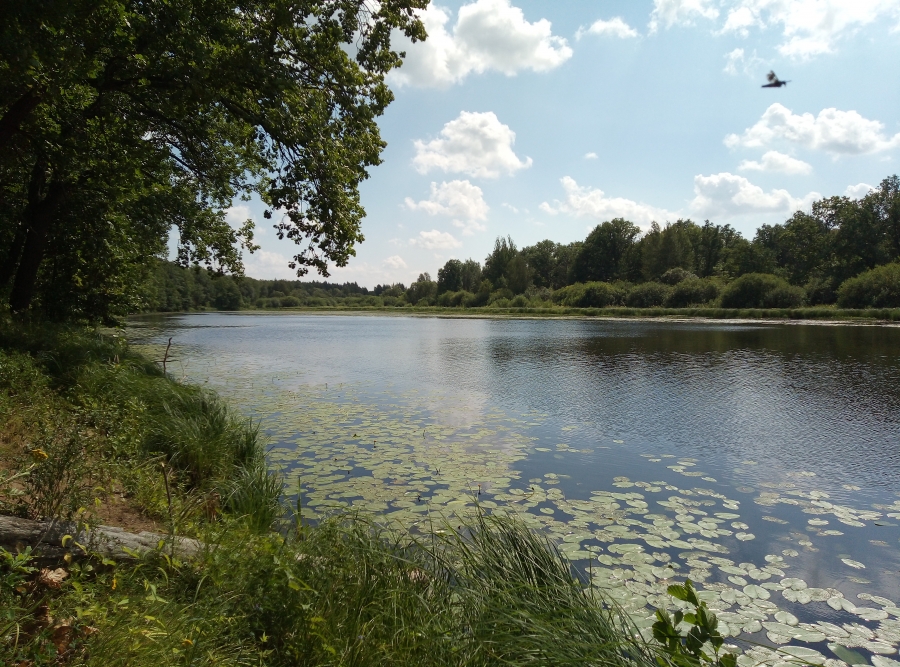 Озеро Малое Долгое (Городецкий район). Фото 3