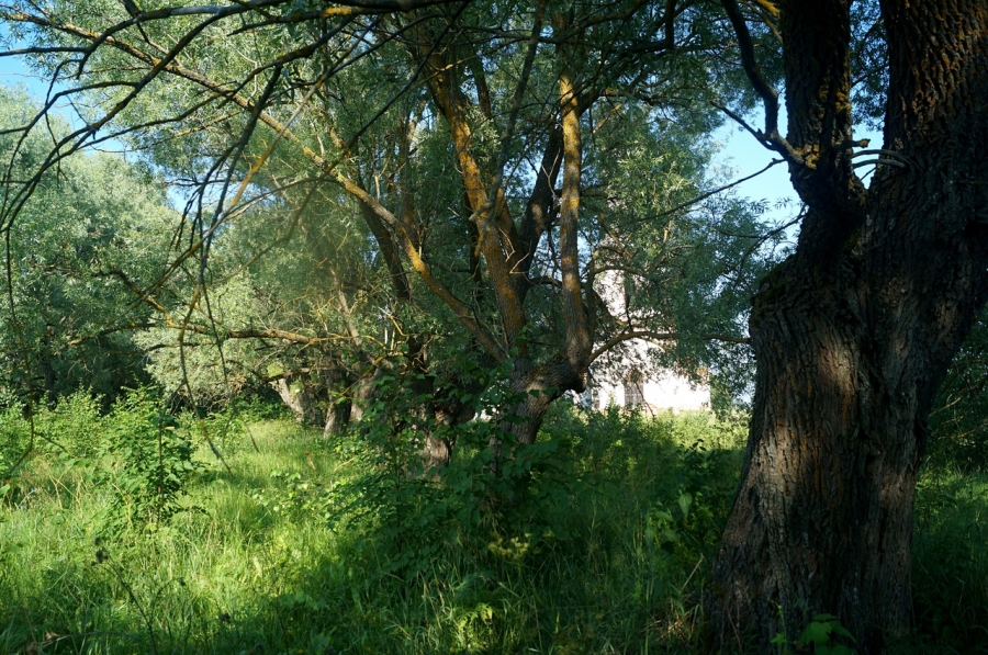 Ивовые аллеи в селе Илев