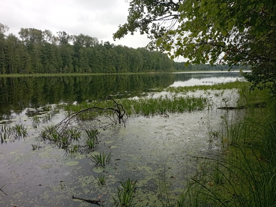 Озеро Подборное находится во Владимирской и Нижегородской областях