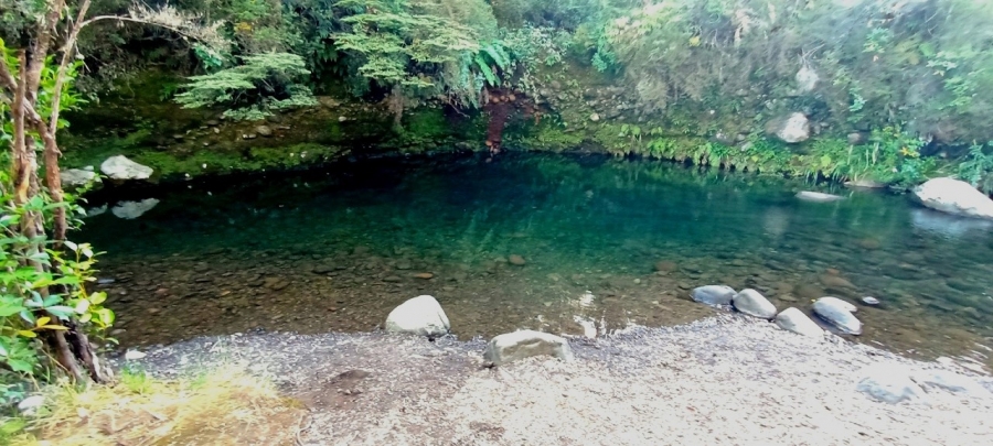        (Mangahuia)