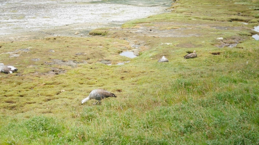 "����-������������" ����