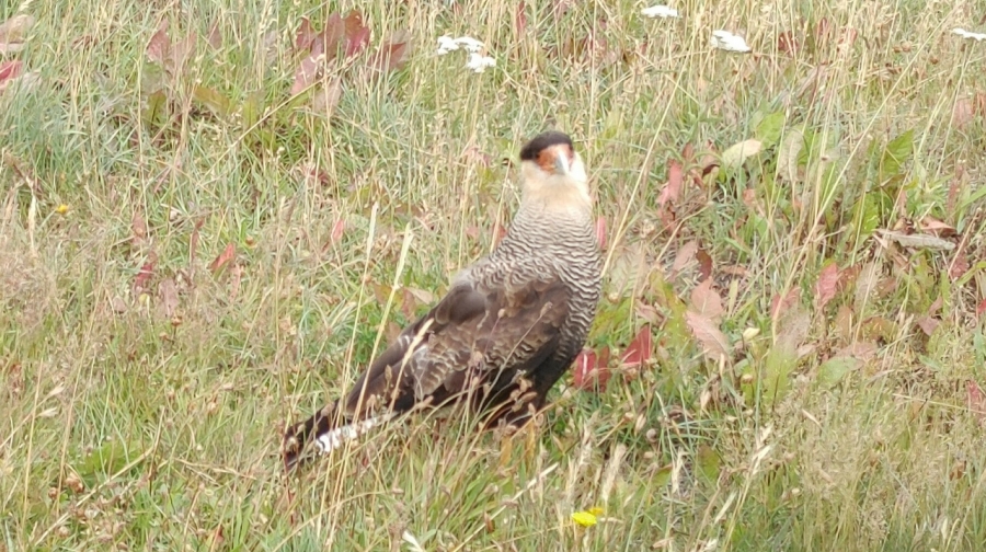 ��� ���� �����