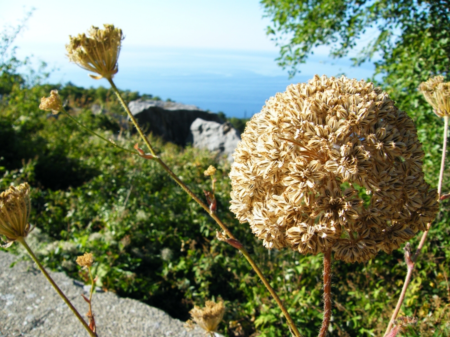 Крымский цветок на фоне моря