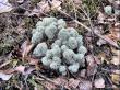 Cladonia alpestris