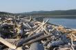 Весь берег бухты Онгачан покрыт 2-метровым слоем плавника
