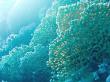 Кораллы Красного моря. Фото 1