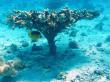 Кораллы Красного моря. Фото 2