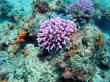 Кораллы Красного моря. Фото 5