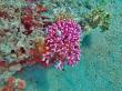 Кораллы Красного моря. Фото 6