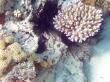 Обитатели вод прячутся в кораллы