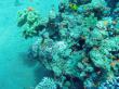 А на 5 метрах разноцветье кораллов и рыбок