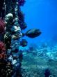 Подводный мир Красного моря (Египет, Шарм эль Шейх). Фото 8