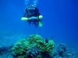 Подводный мир Красного моря (Египет, Шарм эль Шейх.). Фото 35