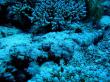 Подводный мир Красного моря (Египет, Шарм эль Шейх.). Фото 42