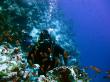 Подводный мир Красного моря (Египет, Шарм эль Шейх.). Фото 67