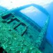 Подводный мир Красного моря (Египет, Шарм эль Шейх.). Фото 95