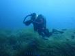 Подводный мир Средиземного моря. Мальта.. Фото 2