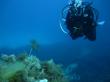 Подводный мир Средиземного моря. Мальта.. Фото 12