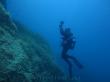 Подводный мир Средиземного моря. Мальта.. Фото 16