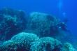 На глубине среди кораллов