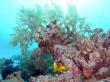 Растущие кораллы