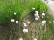     (Allium angulosum), .  