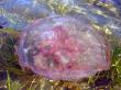 Медуза крупным планом