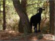 Главная опасность на дорогах Родоса - суицидальные козы