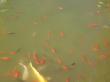 Рыбки в пруду Никольского монастыря