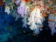 Подводный мир Индийского океана. Фото 21