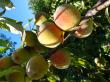 Персики в саду (были ещё яблоки, груши, виноград и ... хрен)