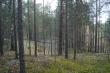Сказочный осенний лес по дороге к озеру Родионово. Фото 2