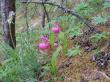   Cypripedium macranthos