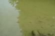 Рыбки в озере Светлояр