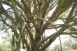 Euphorbia Tree