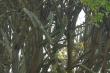 Euphorbia Tree