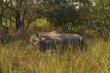 Широкие носороги