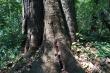 Самое большое дерево в национальном парке Семулики, фото 2