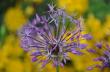   (Allium cristophii)