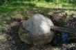 Растущий святой камушек Серафима в Кутузовском скиту, фото 2