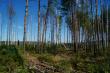 Лес после пожаров у озера Большое Свято (Выксунский район) 