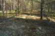 Сухая полянка, на краю болота с звериной тропой в 40 метрах к югу от географического центра Нижегородской области