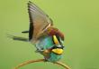   (Merops apiaster)