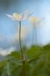     (Anemone nemorosa)